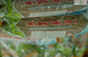 Miến dong Triệu Thị Tá